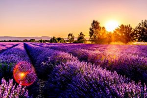 Lavendel in Frankrijk