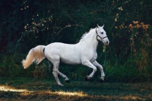 Franse Vakantie Voor Paardenfans